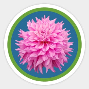 Hot Pink Ball Dahlia Blue Circle Flower Sticker